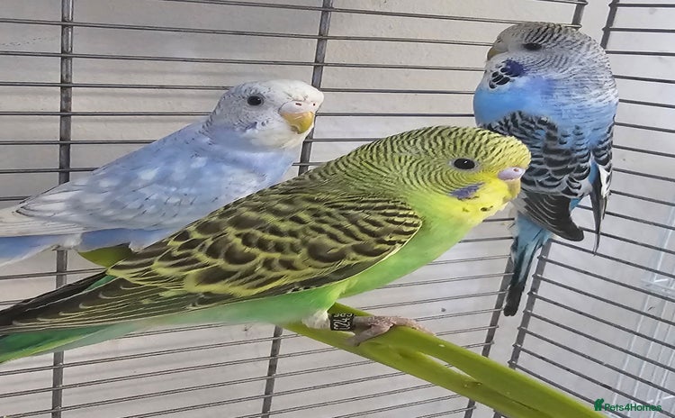 Budgerigars birds - Advert 2