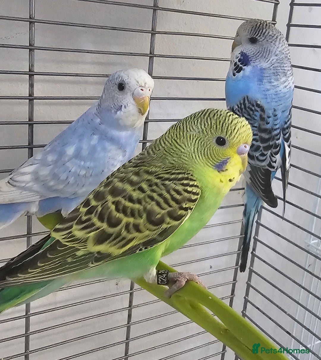 Budgerigars birds for sale: Budgies available for new homes - Image 2