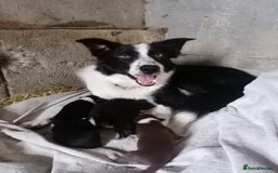 Border Collie dogs for sale: Collie pup for sale - Advert 3
