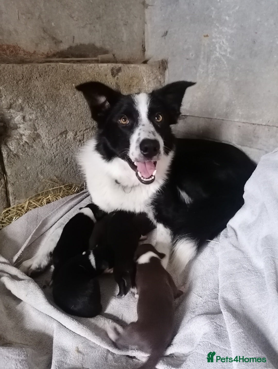 Border Collie dogs for sale: Collie pup for sale - Advert 3