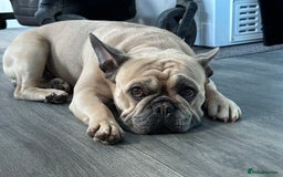 French Bulldog dogs for sale: 2 dogs need rehoming - Image 5