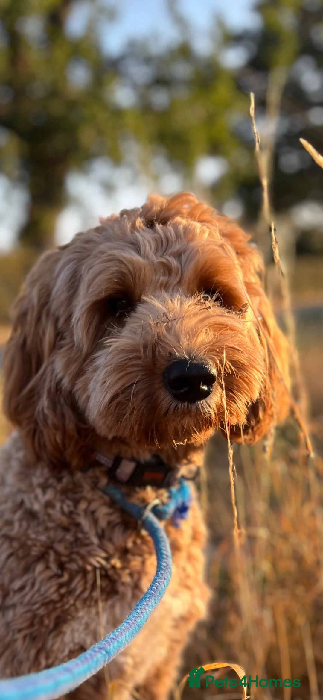 Labradoodle dogs for stud: Adorable boy who is fully heath tested - Advert 2