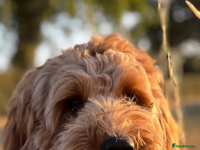 Labradoodle dogs for stud: Adorable Australian boy who is fully heath tested - Advert 2