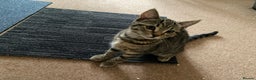 Domestic Shorthair cats for sale: Gorgeous tabby’s ready for good home.. - Advert 4