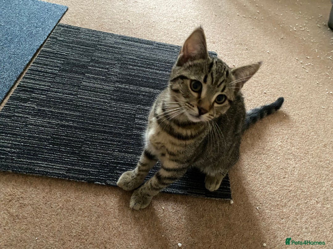 Domestic Shorthair cats for sale: Gorgeous tabby’s ready for good home.. - Advert 4