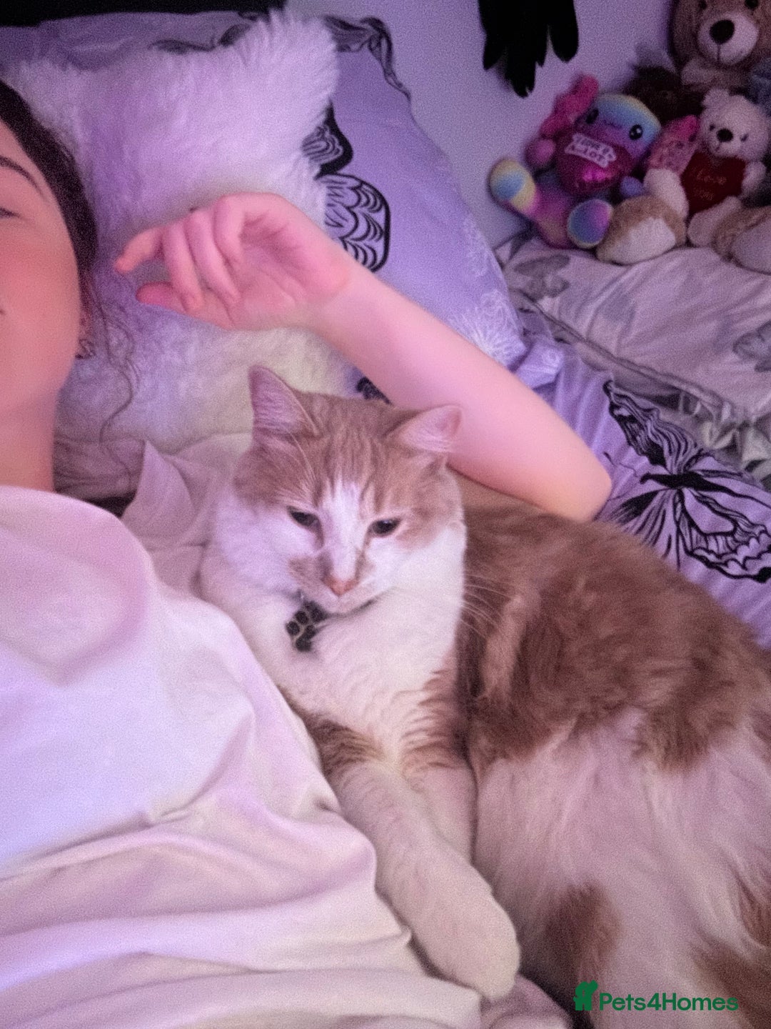 Mixed Breed cats for sale: Beautiful and affectionate 1 year old male - Advert 20