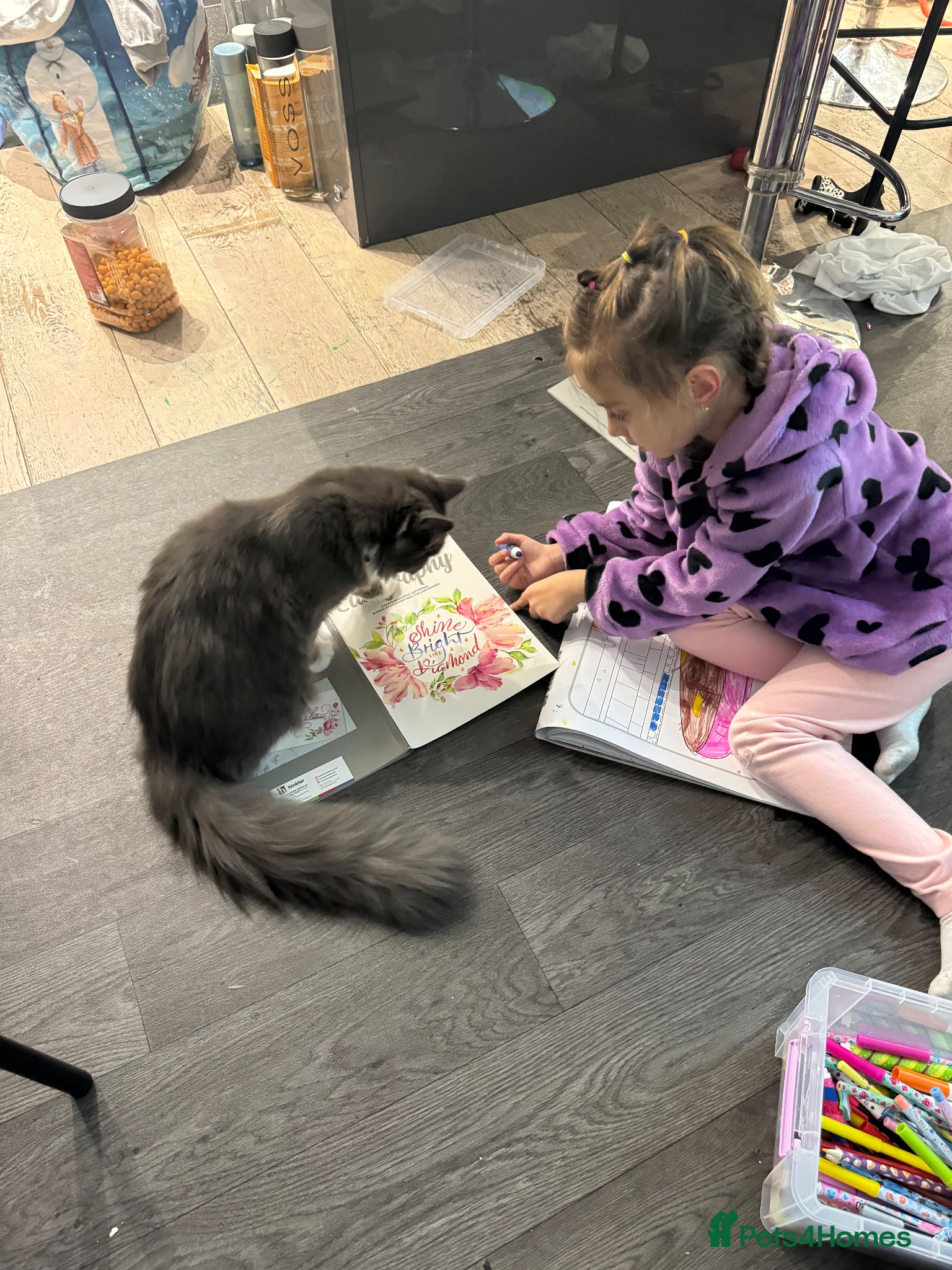 Maine Coon cats for sale: Sadly rehoming our lovely Maine Coon - Advert 12