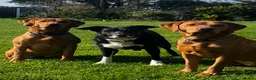 Labrador Retriever dogs for sale: Superb pedigree KC reg Labrador Retriever Puppies - Advert 16