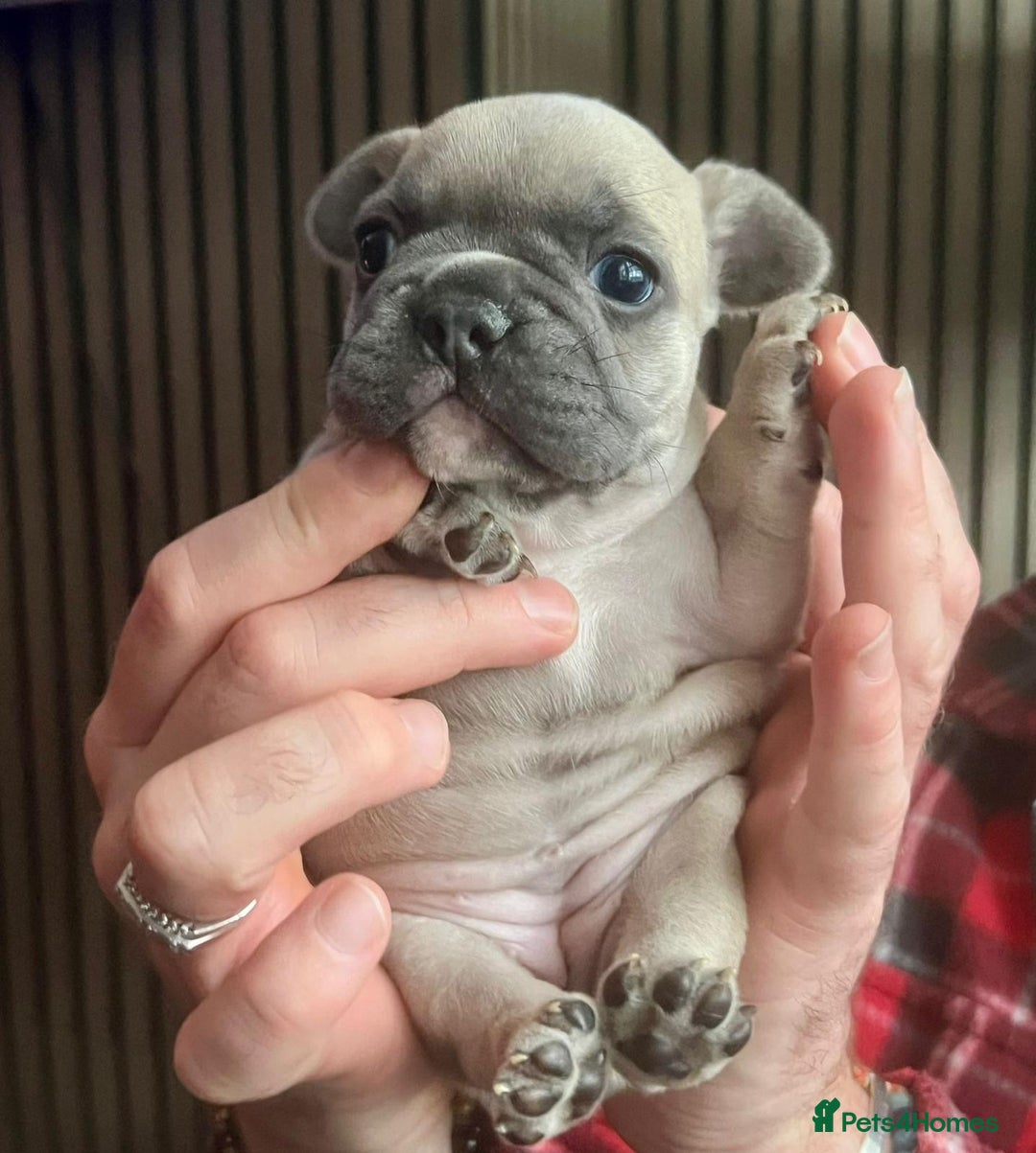 French Bulldog dogs for sale: French Bulldog Puppies for sale - Advert 6