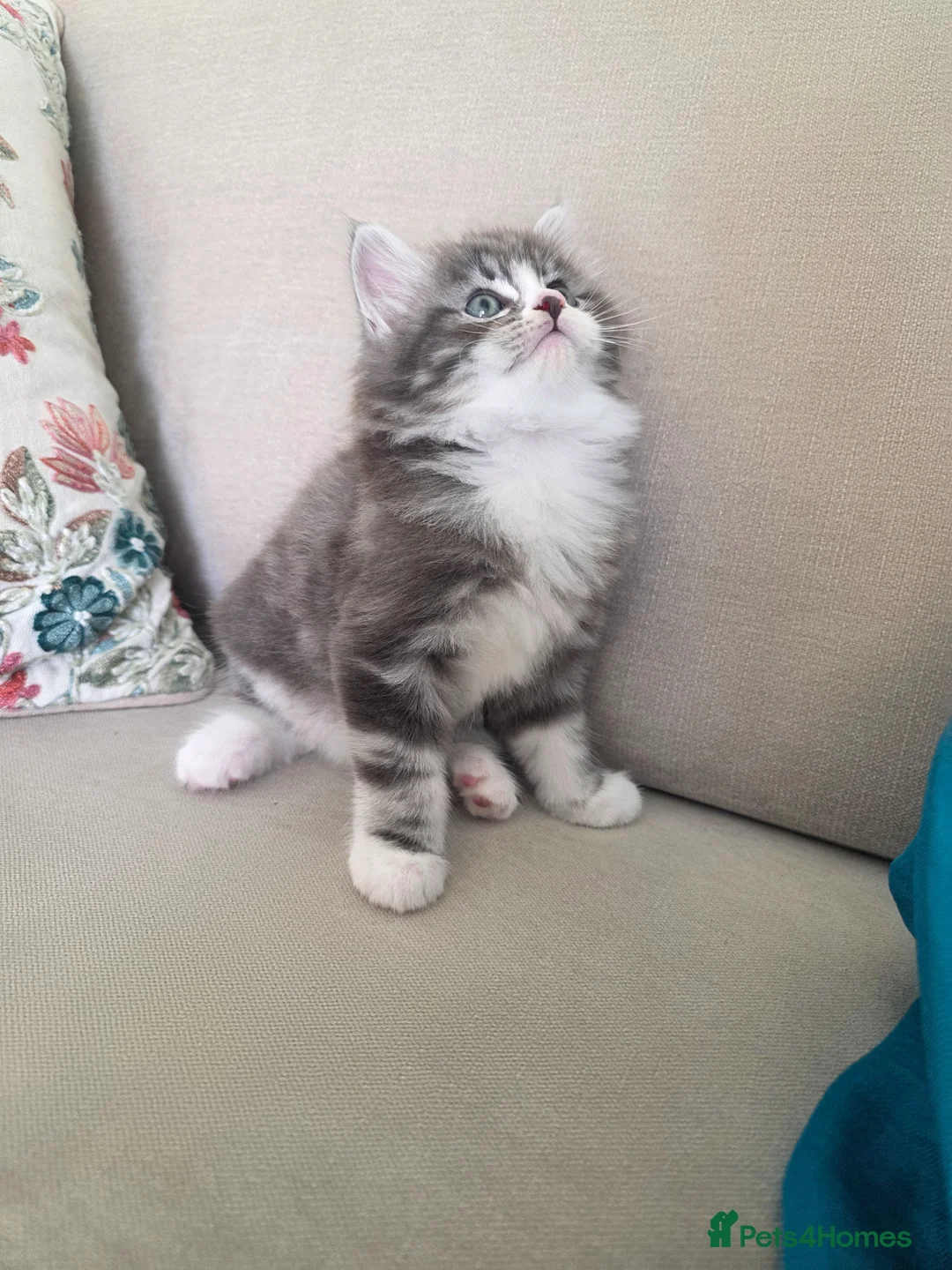 Mixed Breed cats for sale: Half Siberian kittens - ready to leave - Advert 13