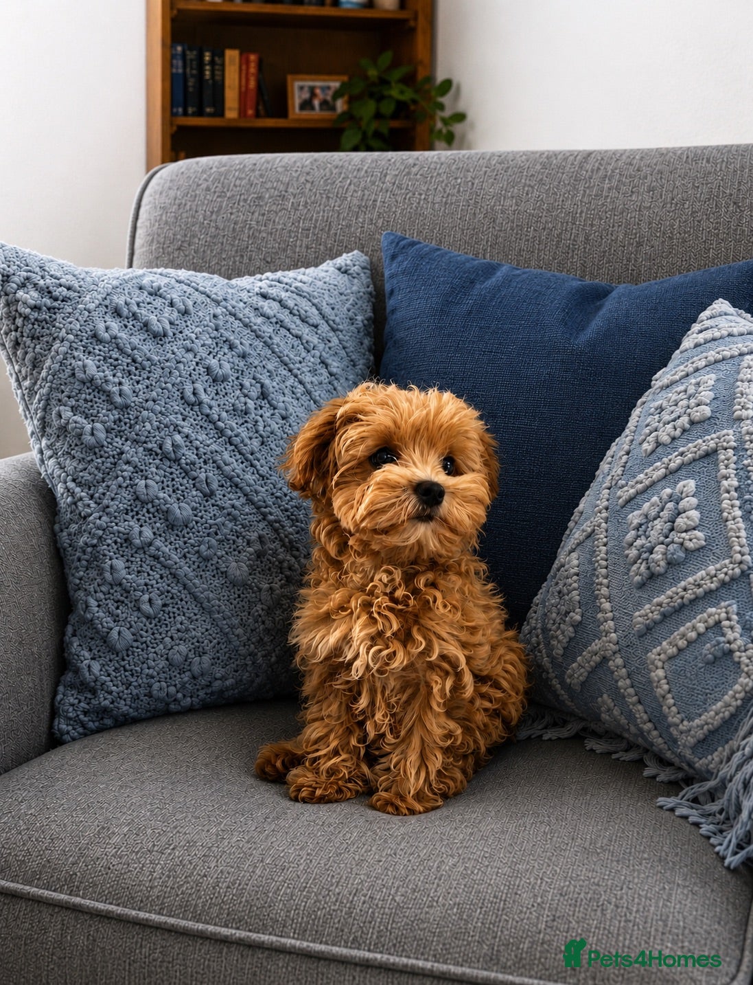 Maltipoo dogs Tiny Asian Maltipoo. DNA tested parents. - Advert 1