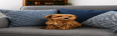 Maltipoo Puppy 1