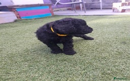 Labradoodle dogs for sale: Miniature Labradooles - Image 10