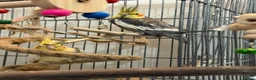 Cockatiels birds for sale: 2 male cockatiels in Boston - Advert 3