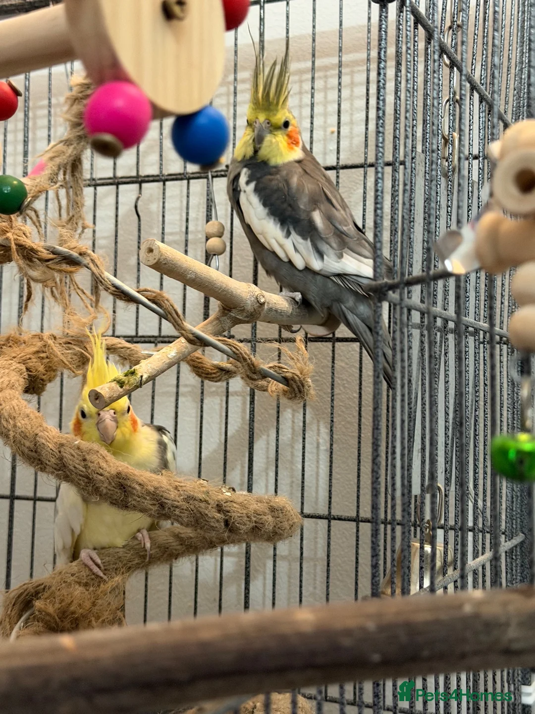 Cockatiels birds for sale: 2 male cockatiels in Boston - Advert 3