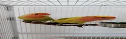 Lovebirds birds for sale: NEED GONE - Mixed Lovebirds with Cages - Advert 3