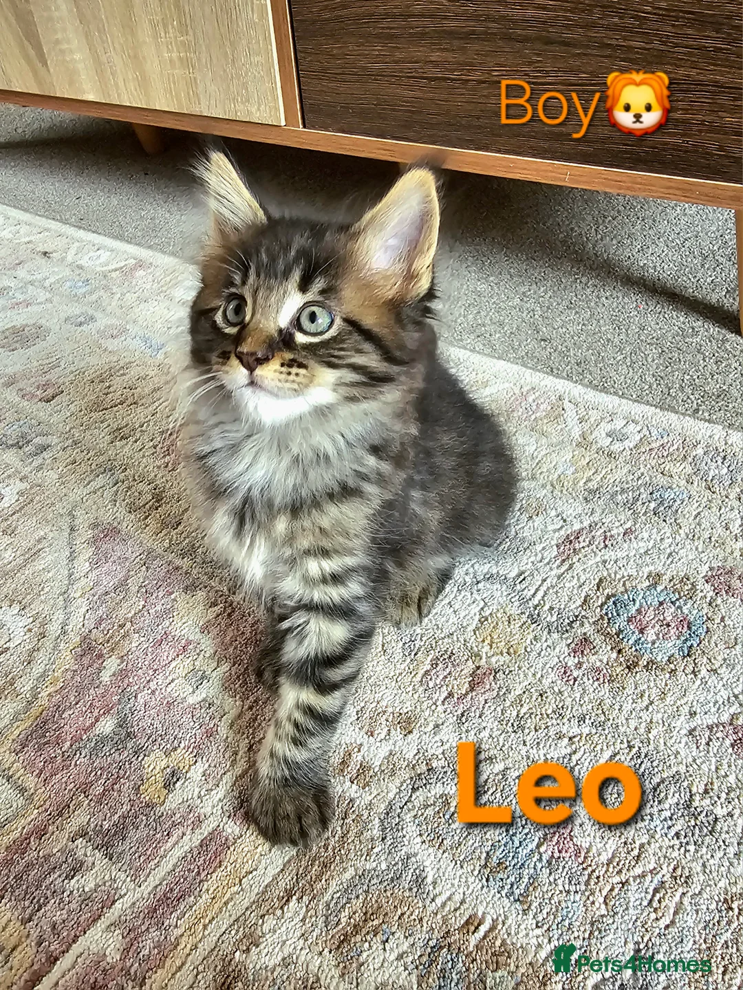 Maine Coon cats for sale: 🐈 Gorgeous Maine Coon Kittens Ready for new homes - Advert 4