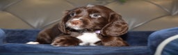 Cocker Spaniel dogs for sale: Kc Reg Health Tested Cocker Spaniel Puppies - Advert 32