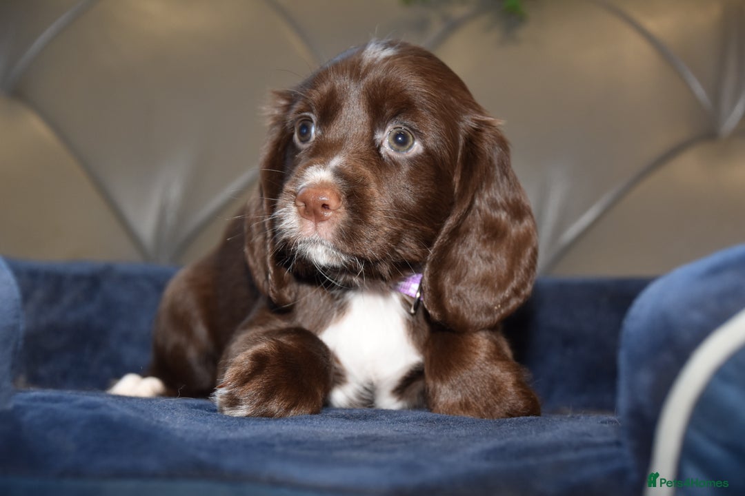 Cocker Spaniel dogs for sale: Kc Reg Health Tested Cocker Spaniel Puppies - Advert 32