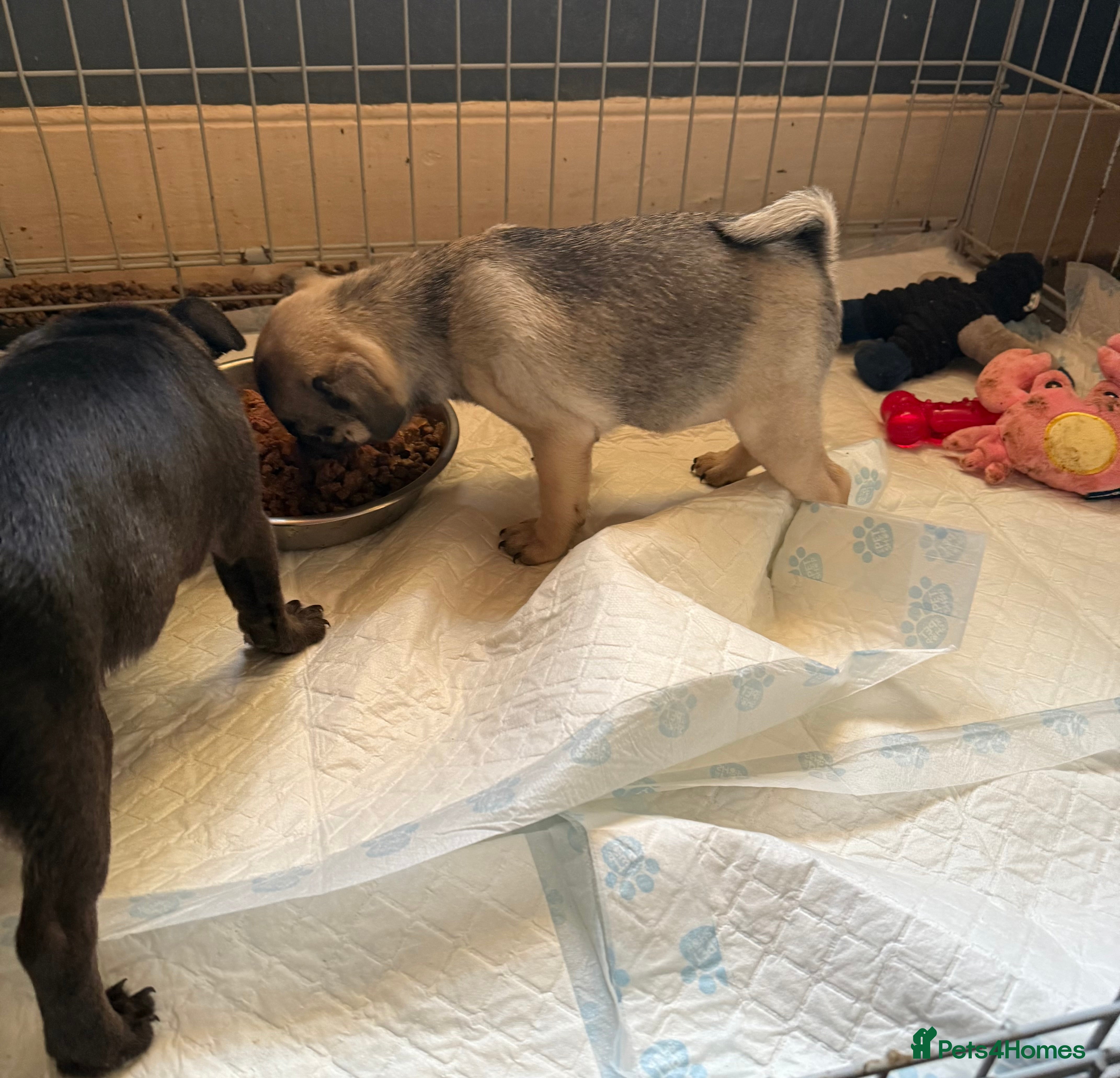 Pug dogs Male & Female Pug pups - Advert 9