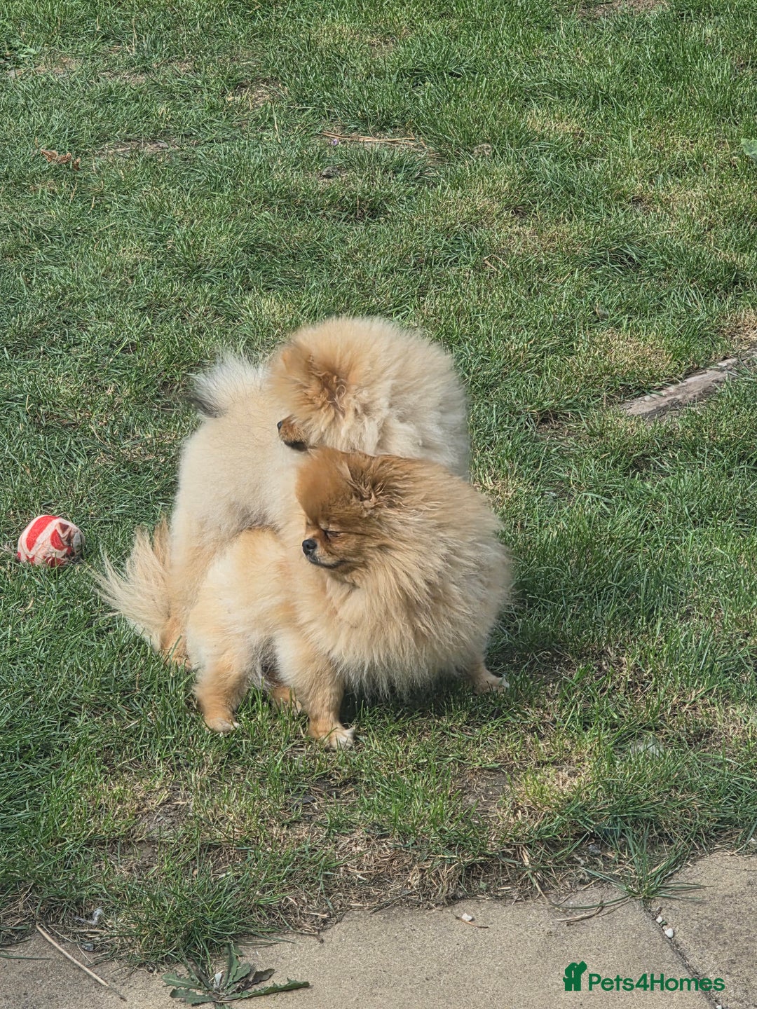 Pomeranian dogs for sale: Pomeranian boy - Image 10