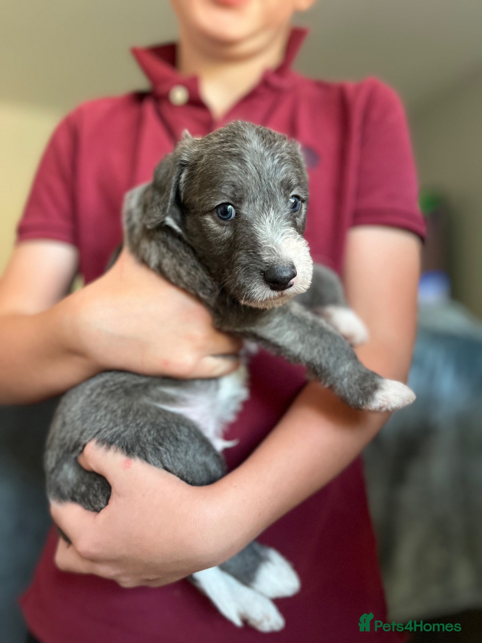 Mixed Breed dogs Bedlington whippets  - Advert 12