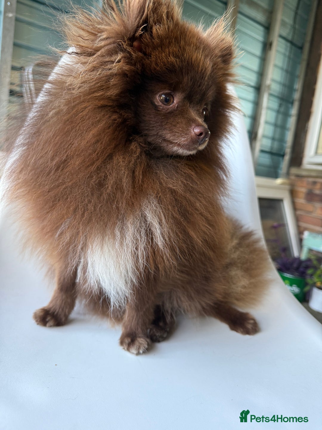 Pomeranian dogs for stud: Pomeranian Stud  - Advert 1