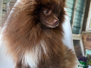 Pomeranian dogs Pomeranian Stud - Advert 1