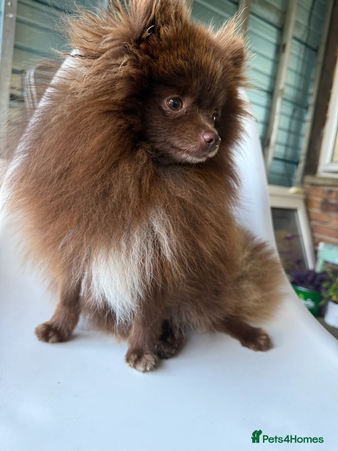 Pomeranian dogs for stud: Pomeranian Stud  - Advert 1