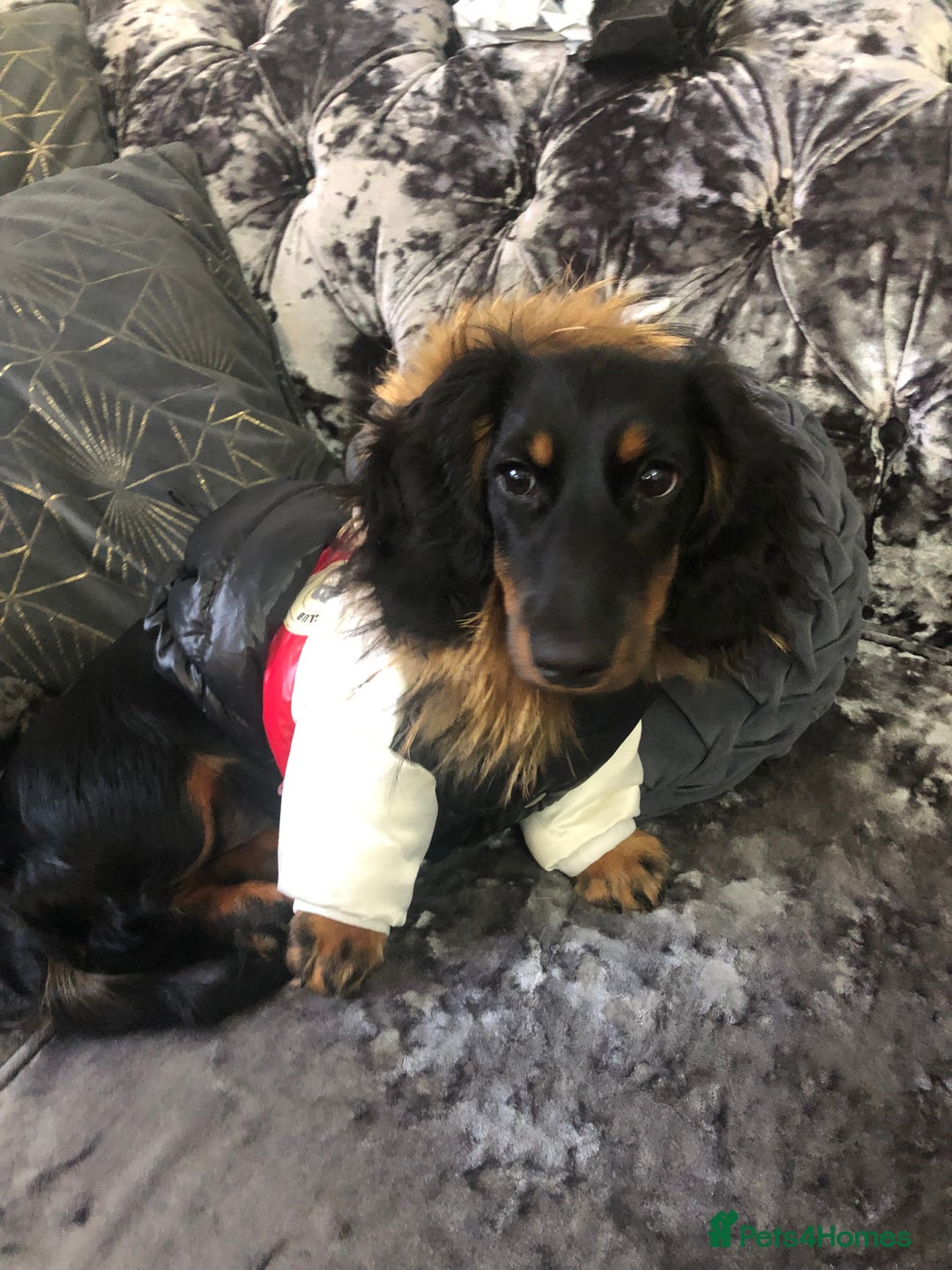 Miniature Dachshund dogs for sale:  long haired miniature dachshund male KC registere - Advert 31