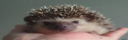 Pygmy Hedgehog rodents for sale:  Full pedigree Baby African pygmy hedgehogs  - Advert 9