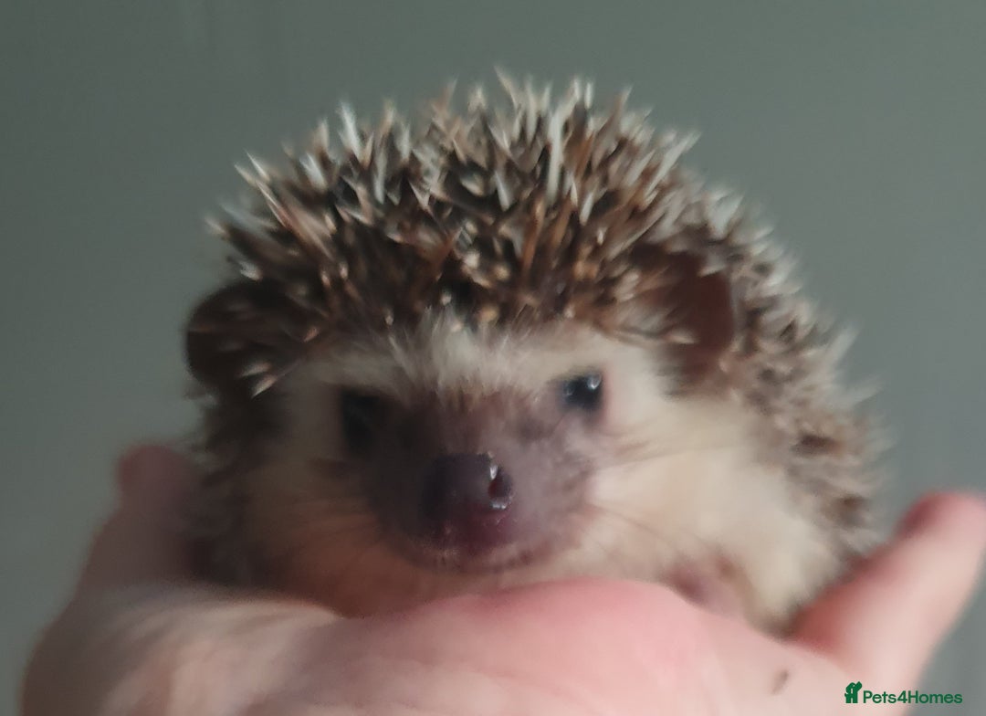 Pygmy Hedgehog rodents for sale:  Full pedigree Baby African pygmy hedgehogs  - Advert 9