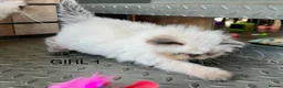 Persian cats for sale: TWO BEAUTIFUL GIRL READY FOR RESERVE!!! - Advert 8