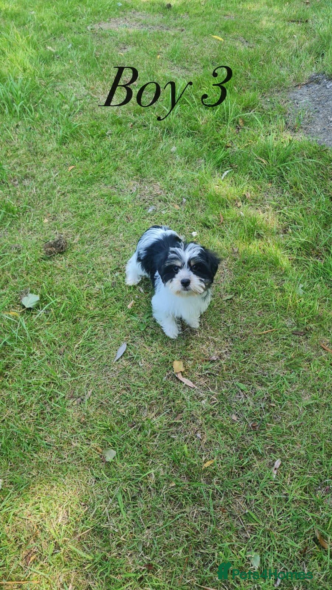 Shorkie dogs for sale: Shorkie pups ready now - Image 20