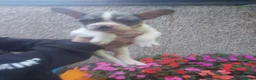 French Bulldog dogs for sale: 5 French bulldog puppies  in Boston - Advert 9