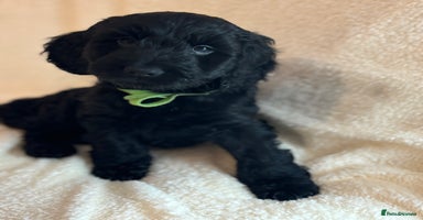 Cockapoo dogs - Advert 4