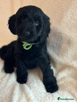 Cockapoo dogs - Advert 1