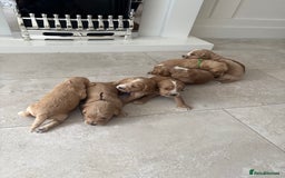 Cockapoo dogs for sale: 8 beautiful F1 cockapoo puppies - Image 16