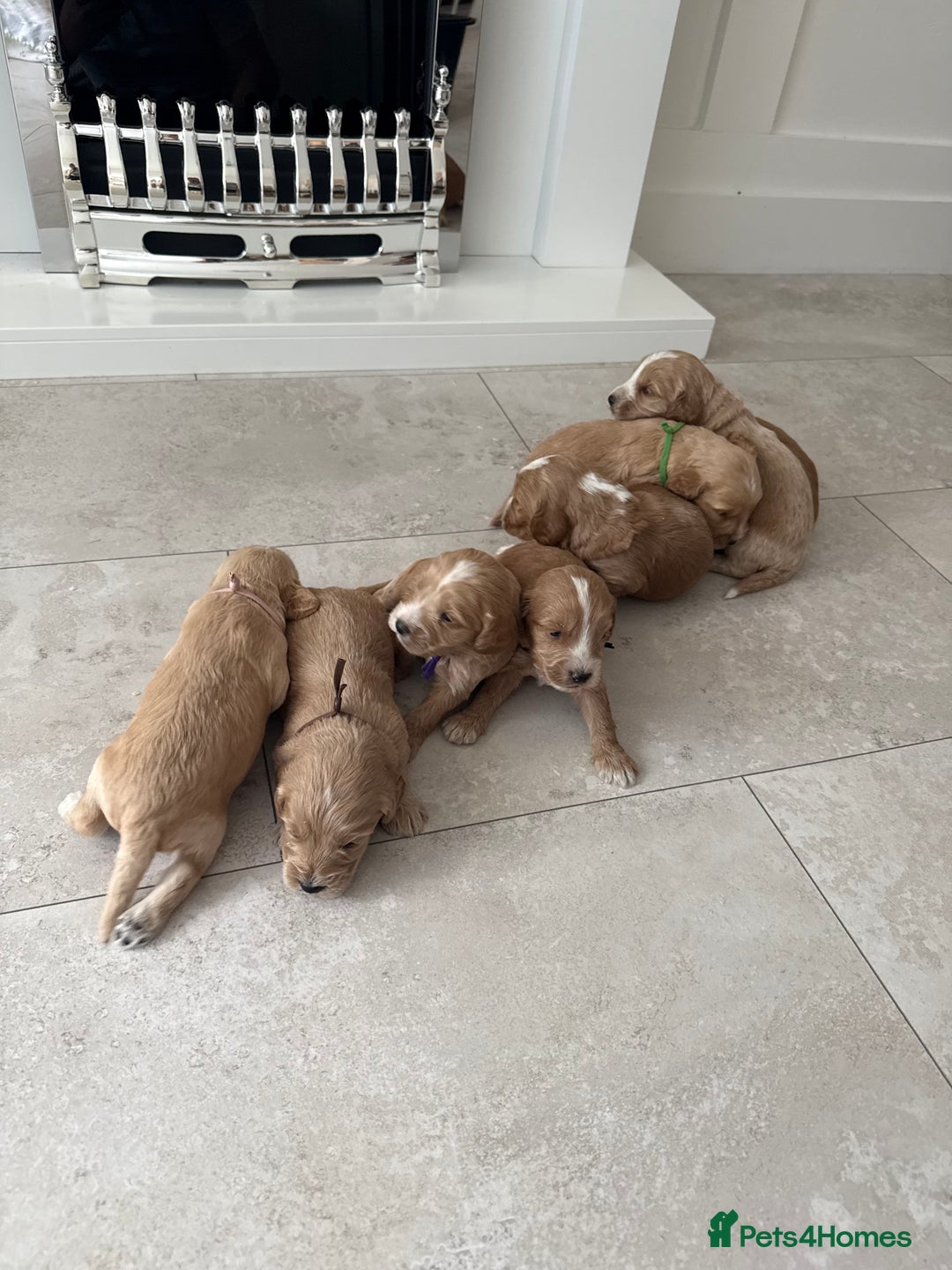 Cockapoo dogs for sale: 8 beautiful F1 cockapoo puppies - Image 16