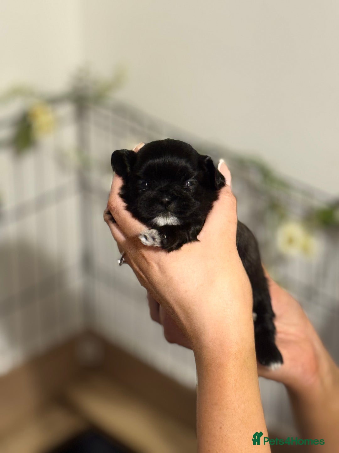 Shih Tzu dogs for sale: 🐾 Beautiful Shih Tzu Puppies🐾 - Image 15