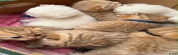 British Shorthair cats for sale: Adorable TICA British Shorthair kittens  - Advert 8