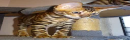 Toyger cats for sale: Stunning wild looking pedigree Toyger cubs in Bexleyheath - Advert 5