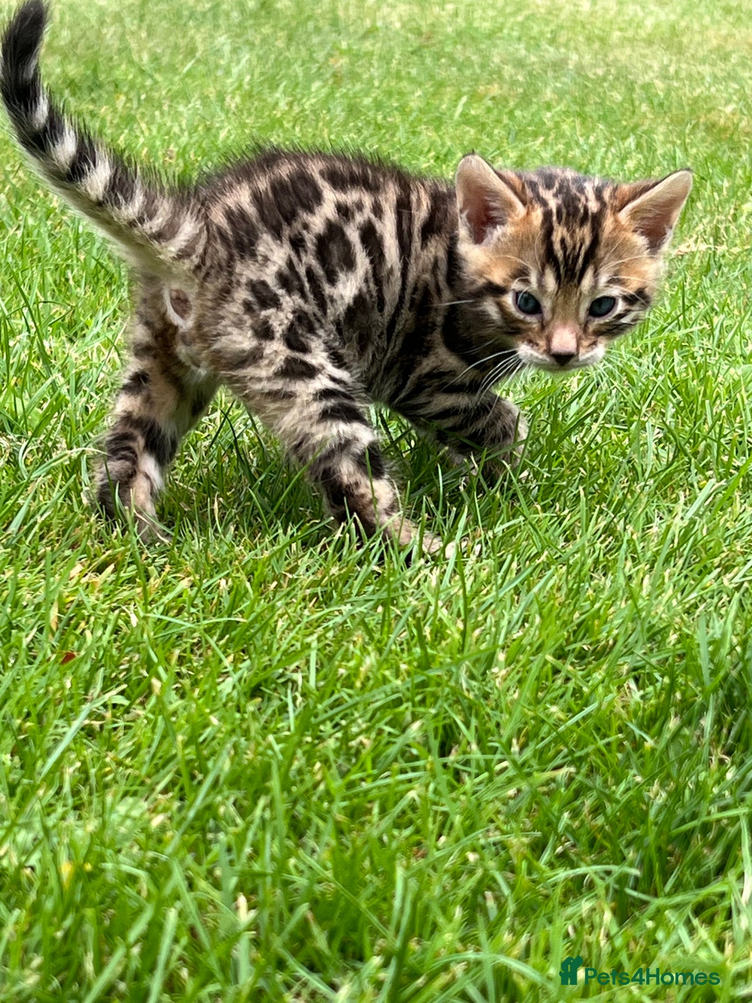 Bengal cats for sale: Tica registered baby Bengal Boys  - Image 4