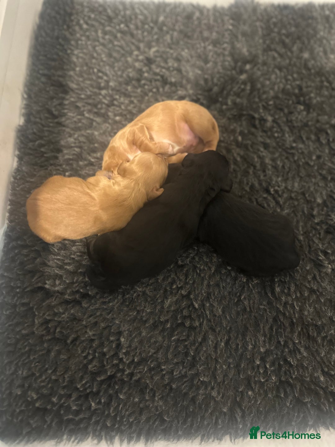 Cocker Spaniel dogs for sale: Working Cocker Spaniel Puppies  - Image 4