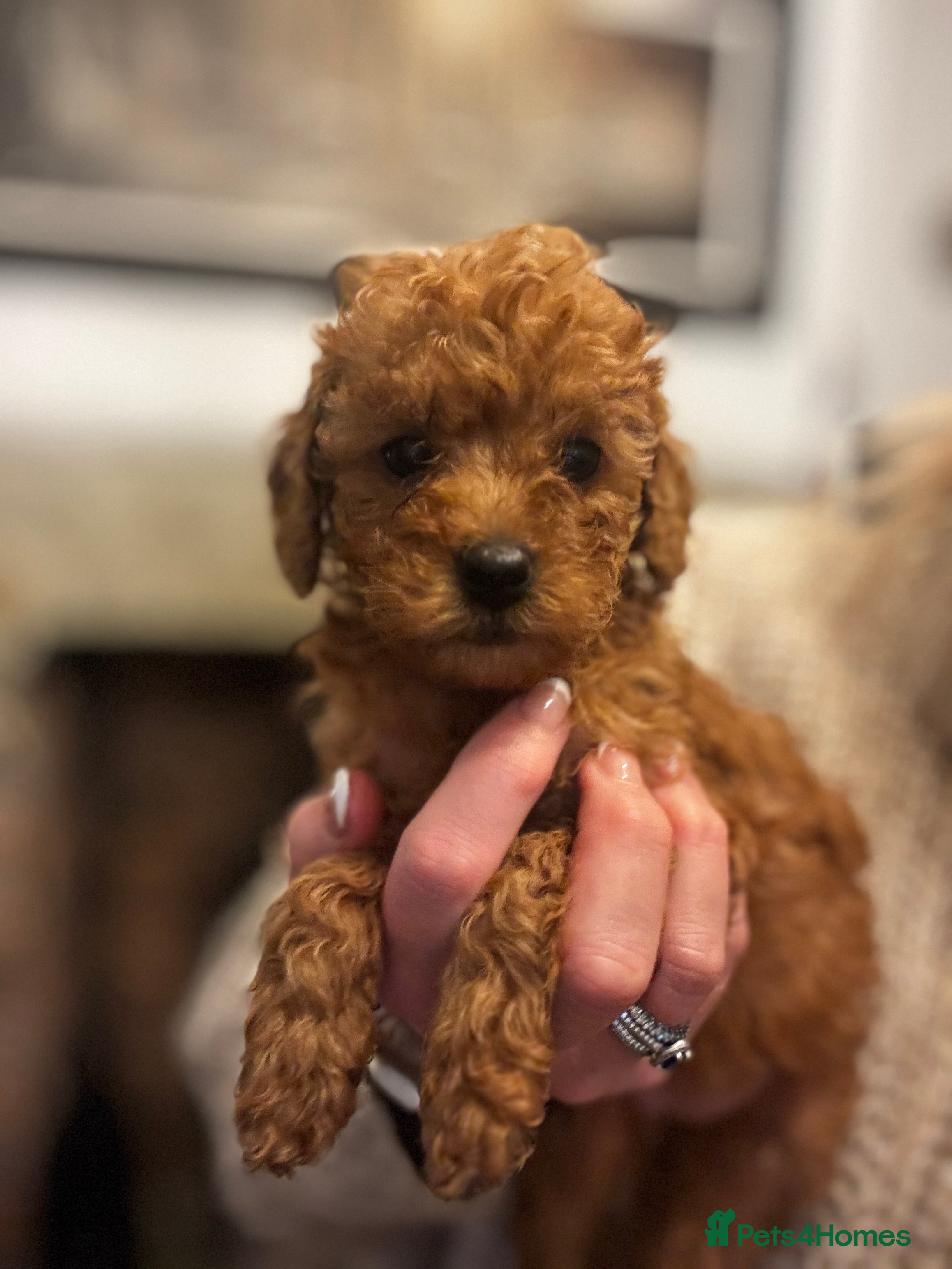 Miniature Poodle dogs KC Miniature Poodles- Bred for your family…   - Advert 6