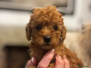 Miniature Poodle dogs KC Miniature Poodles- Bred for your family… - Advert 6