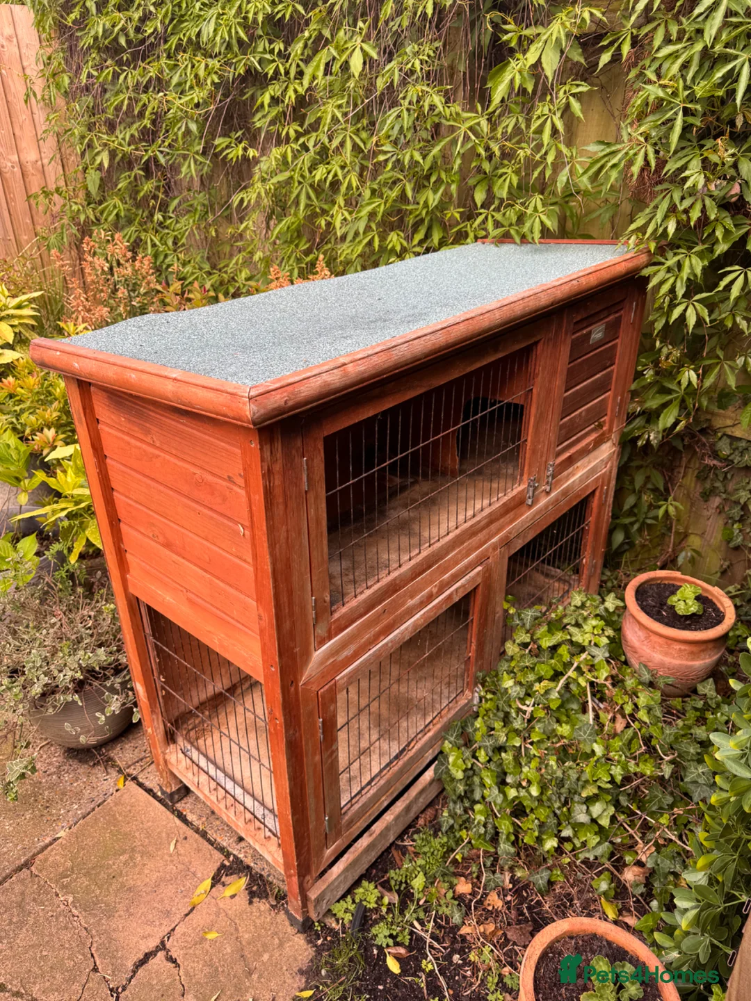 Guinea Pig rodents for sale: single male looking for a home!  - Advert 4