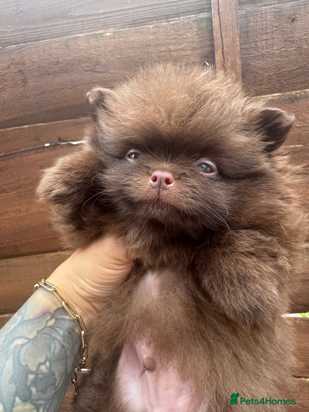 Pomeranian dogs for sale: Teddy bear amazing puppy 🥰 - Image 4