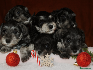 Miniature Schnauzer dogs Charming Mini Schnauzers with KC registration - Advert 5