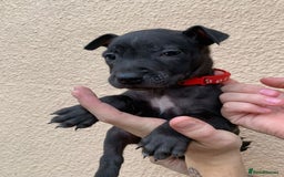 Mixed Breed dogs for sale: 12 beautiful baby's  - Image 10